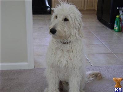 Stud Dogs - Goldendoodles